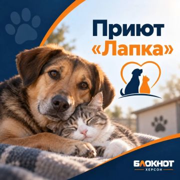 Геническому приюту «Лапка» нужна помощь