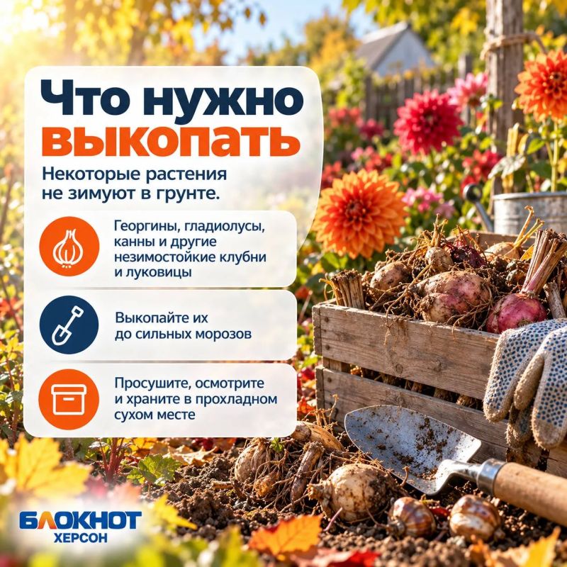 Укрыть, пересадить или оставить в покое: готовим огород к зиме заранее Укрыть, пересадить или оставить в покое: готовим огород к зиме заранее