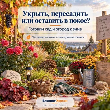 Укрыть, пересадить или оставить в покое: готовим огород к зиме заранее