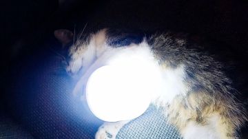 Кот-Светлячок желает всем тёплого и уютного вечера!
