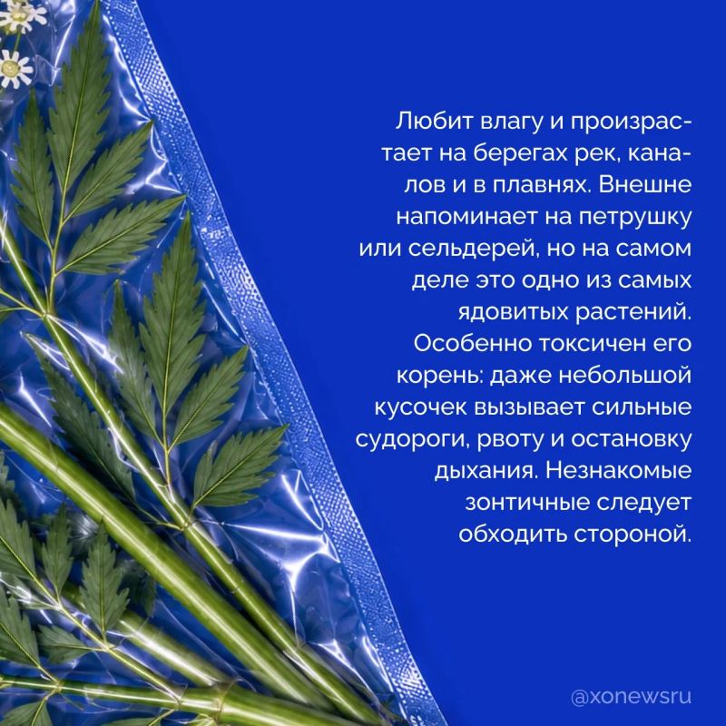 Бескрайние степи, плавни Днепра с их камышовыми лабиринтами, берега, омываемые Черным и Азовским морями Бескрайние степи, плавни Днепра с их камышовыми лабиринтами, берега, омываемые Черным и Азовским морями