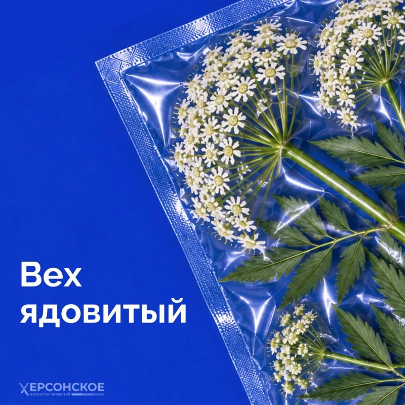 Бескрайние степи, плавни Днепра с их камышовыми лабиринтами, берега, омываемые Черным и Азовским морями Бескрайние степи, плавни Днепра с их камышовыми лабиринтами, берега, омываемые Черным и Азовским морями