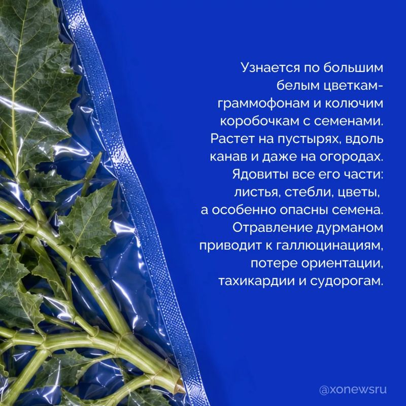 Бескрайние степи, плавни Днепра с их камышовыми лабиринтами, берега, омываемые Черным и Азовским морями Бескрайние степи, плавни Днепра с их камышовыми лабиринтами, берега, омываемые Черным и Азовским морями