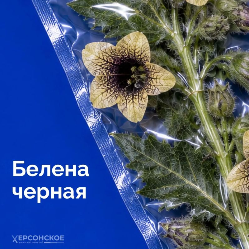 Бескрайние степи, плавни Днепра с их камышовыми лабиринтами, берега, омываемые Черным и Азовским морями Бескрайние степи, плавни Днепра с их камышовыми лабиринтами, берега, омываемые Черным и Азовским морями