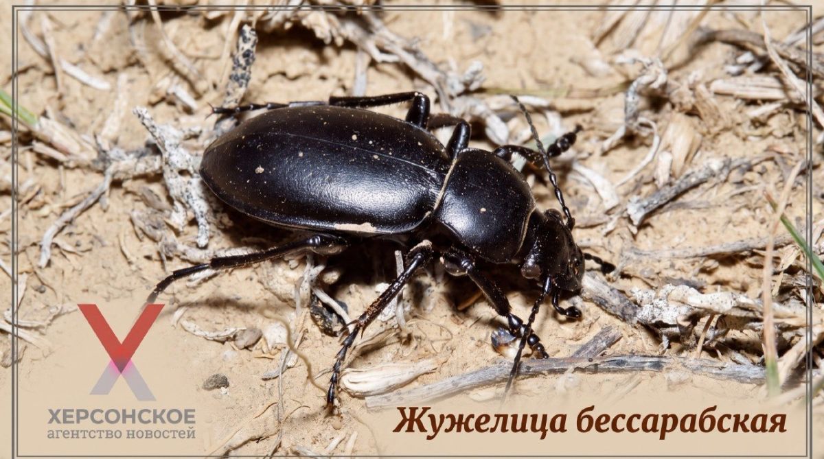 Жужелица бессарабская — крупный нелетающий жук, типичный обитатель целинных степей