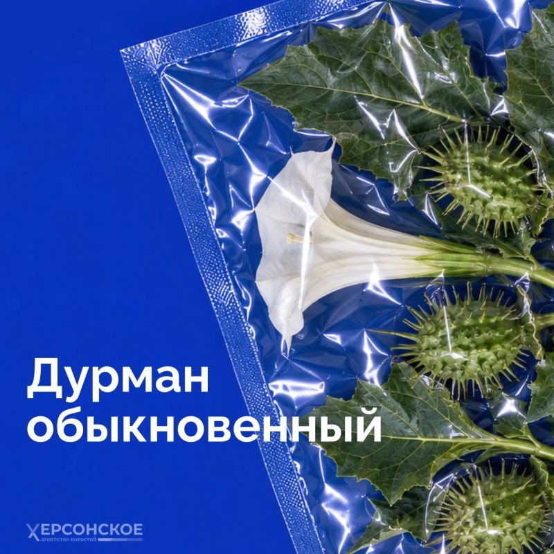 Бескрайние степи, плавни Днепра с их камышовыми лабиринтами, берега, омываемые Черным и Азовским морями Бескрайние степи, плавни Днепра с их камышовыми лабиринтами, берега, омываемые Черным и Азовским морями