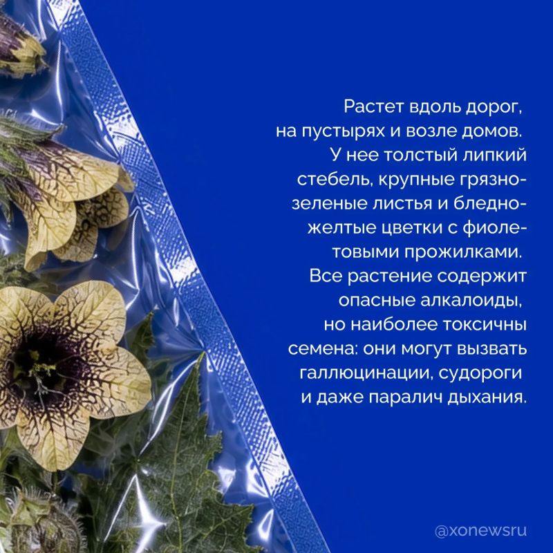 Бескрайние степи, плавни Днепра с их камышовыми лабиринтами, берега, омываемые Черным и Азовским морями Бескрайние степи, плавни Днепра с их камышовыми лабиринтами, берега, омываемые Черным и Азовским морями