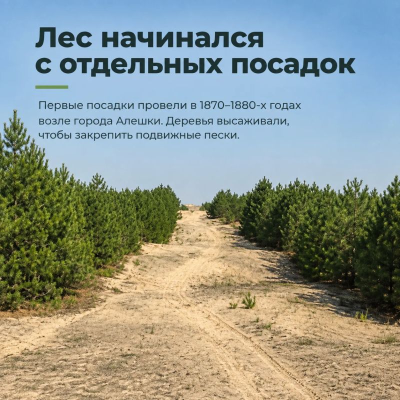 Степной лес — невозможное возможно Степной лес — невозможное возможно