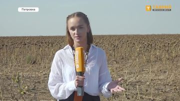 Аграрии Херсонской области приступили к уборке подсолнечника