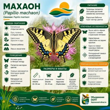 Махаон: бабочка с хвостами ласточки и секретным оружием