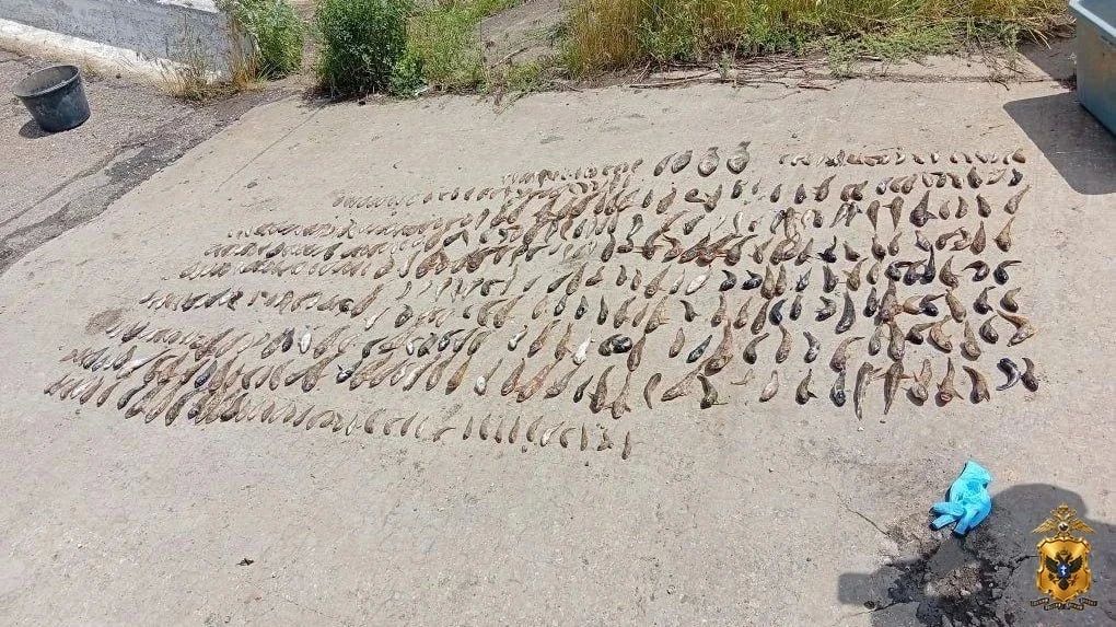 Житель Новотроицкого округа осужден за незаконный вылов водных биологических ресурсов