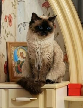 Уже 11 день ищут кошку Молли в Геническе