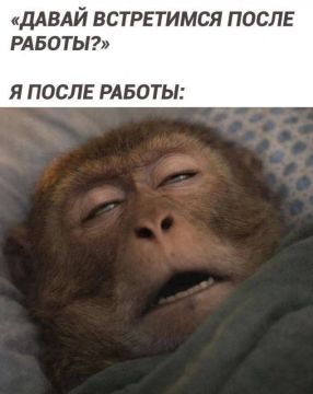 Доброе утро!. Сегодня наша главная задача — накопить силы перед новой рабочей неделей и случайно не потратить их на уборку