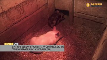 В Херсонской области зарегистрировано более 55 тысяч сельскохозяйственных животных и птиц, рассказал Александр Мацкаль