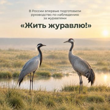 «Жить журавлю!»: как наблюдать за птицами и не тревожить их