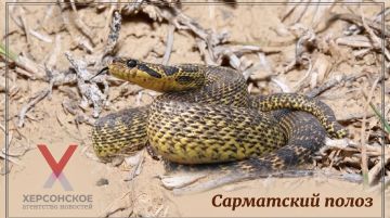 Сарматский полоз, или полоз Палласа — одна из самых крупных и красивых неядовитых змей Европы