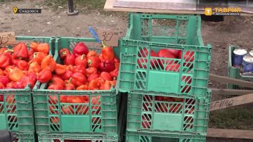 Из-за ударов ВСУ по транспорту на трассах Херсонщины аграрии не могут продать большую часть урожая, сообщил Владимир Сальдо