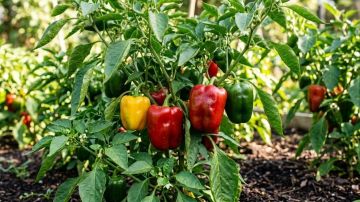 В Херсонской области начал действовать агрегатор сельхозпродукции