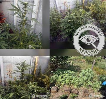 Правоохранители обнаружили около 300 кустов конопли и еще 1 кг уже высушенного вещества в Херсонской области, — сообщает полиция