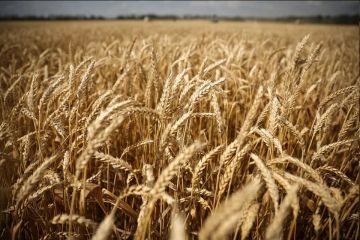 Аграриям Херсонщины могут компенсировать расходы на ж/д перевозки