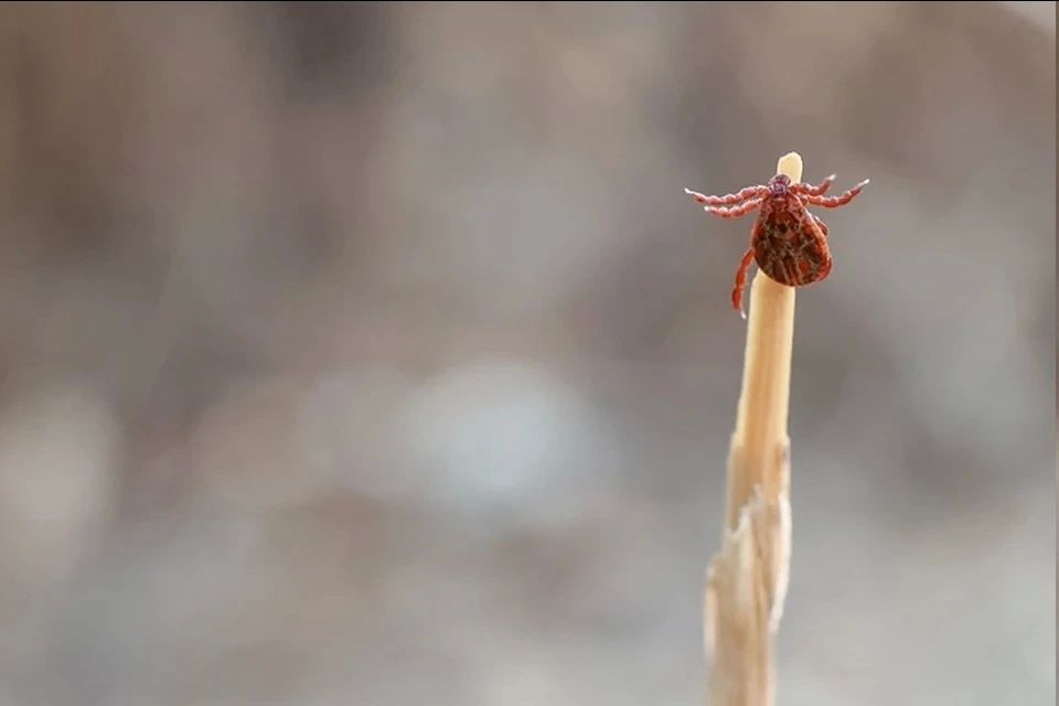 На Херсонщине с начала 2026 года зарегистрировали 45 укусов клещей