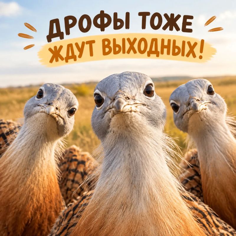 Кажется, эти дрофы уже настроились на выходные — выглядывают из травы и проверяют, скоро ли отдыхать