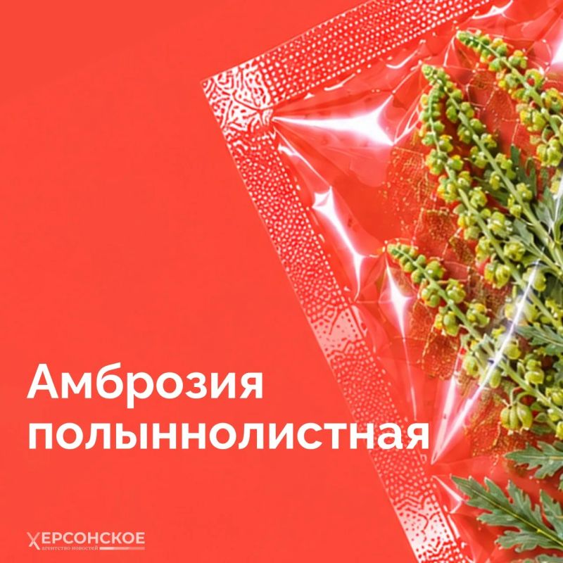 Мы привыкли думать, что опасные растения где-то далеко, в тропиках или глухой тайге Мы привыкли думать, что опасные растения где-то далеко, в тропиках или глухой тайге