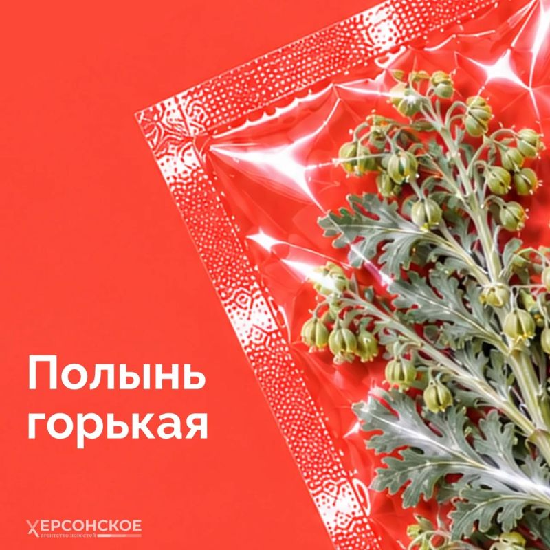 Мы привыкли думать, что опасные растения где-то далеко, в тропиках или глухой тайге Мы привыкли думать, что опасные растения где-то далеко, в тропиках или глухой тайге
