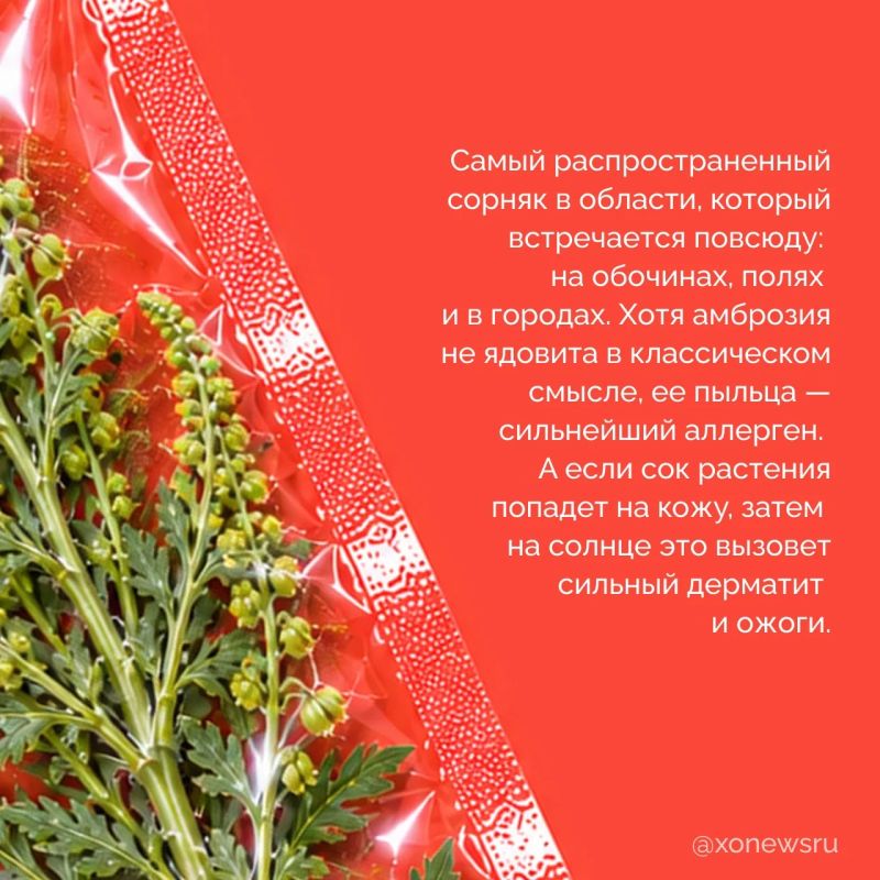 Мы привыкли думать, что опасные растения где-то далеко, в тропиках или глухой тайге Мы привыкли думать, что опасные растения где-то далеко, в тропиках или глухой тайге
