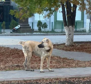 В Геническе ищут хозяев молодого алабая