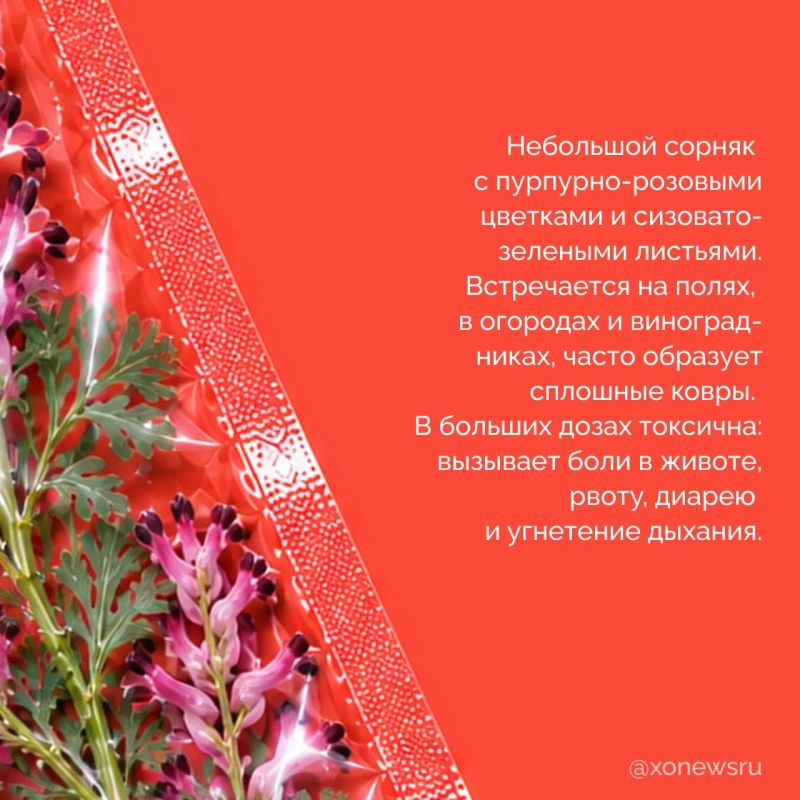 Мы привыкли думать, что опасные растения где-то далеко, в тропиках или глухой тайге Мы привыкли думать, что опасные растения где-то далеко, в тропиках или глухой тайге