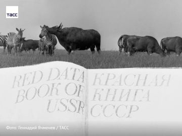 #архив_ТАСС_Юг. Зебры и гаялы в степном заповеднике "Аскания-Нова" в Херсонской области