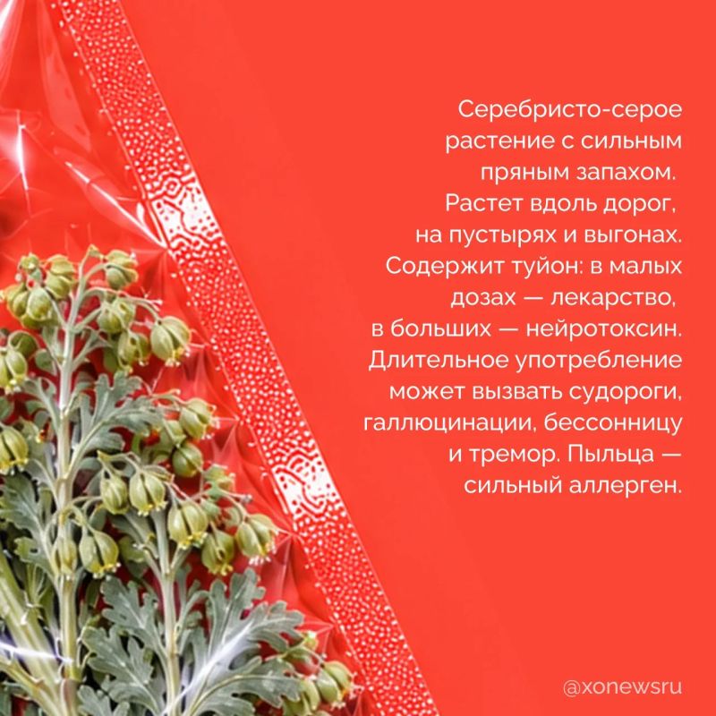 Мы привыкли думать, что опасные растения где-то далеко, в тропиках или глухой тайге Мы привыкли думать, что опасные растения где-то далеко, в тропиках или глухой тайге