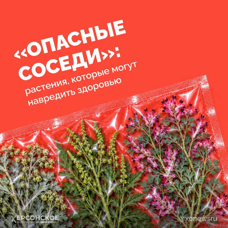 Мы привыкли думать, что опасные растения где-то далеко, в тропиках или глухой тайге