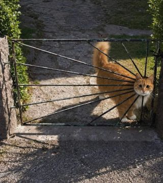 Солнышко у нас такое. #Коты