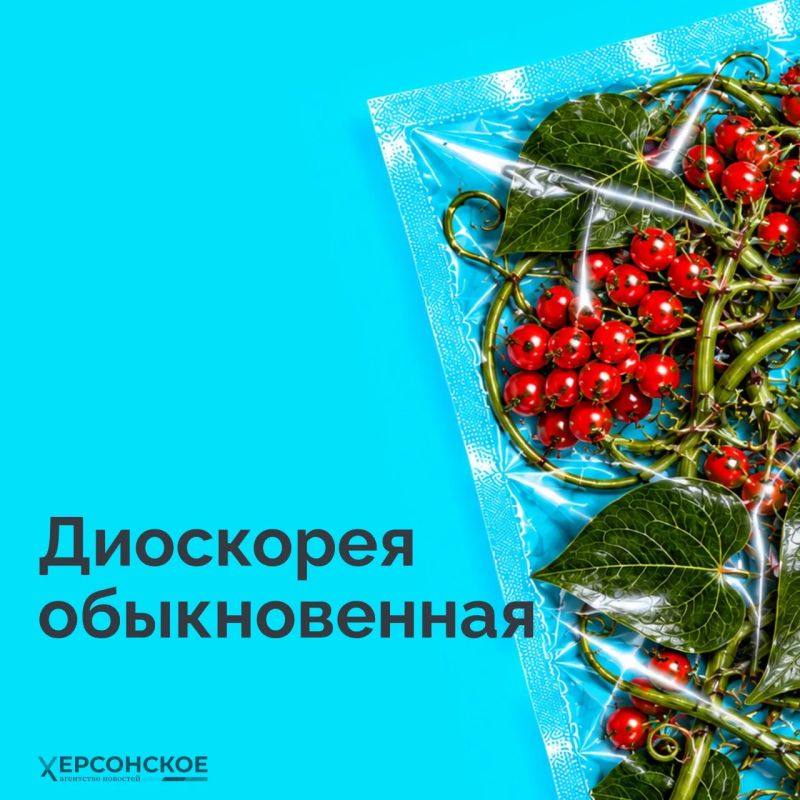 Яркие ягоды, колючие кусты и обычные сорняки — казалось бы, что в них опасного? Но некоторые из них могут серьезно навредить! Яркие ягоды, колючие кусты и обычные сорняки — казалось бы, что в них опасного? Но некоторые из них могут серьезно навредить!