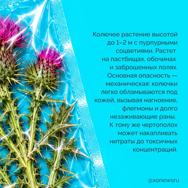 Яркие ягоды, колючие кусты и обычные сорняки — казалось бы, что в них опасного? Но некоторые из них могут серьезно навредить! Яркие ягоды, колючие кусты и обычные сорняки — казалось бы, что в них опасного? Но некоторые из них могут серьезно навредить!