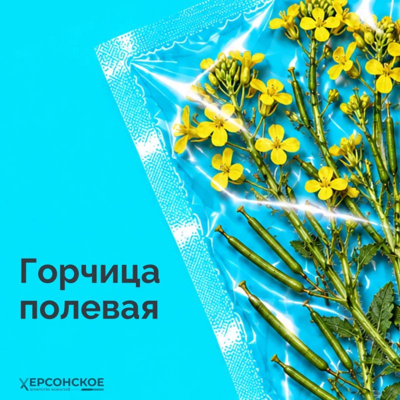 Яркие ягоды, колючие кусты и обычные сорняки — казалось бы, что в них опасного? Но некоторые из них могут серьезно навредить! Яркие ягоды, колючие кусты и обычные сорняки — казалось бы, что в них опасного? Но некоторые из них могут серьезно навредить!