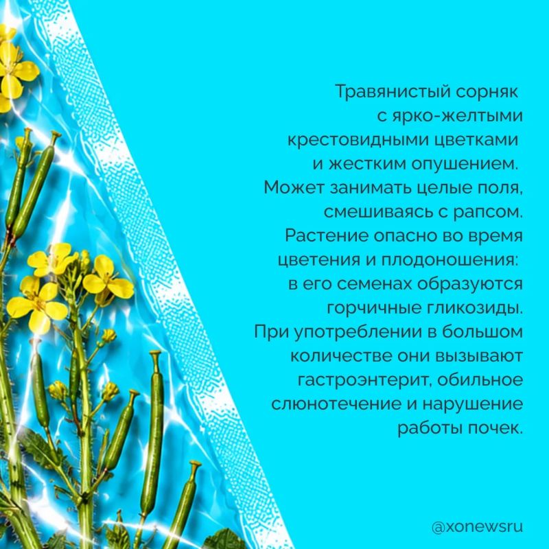 Яркие ягоды, колючие кусты и обычные сорняки — казалось бы, что в них опасного? Но некоторые из них могут серьезно навредить! Яркие ягоды, колючие кусты и обычные сорняки — казалось бы, что в них опасного? Но некоторые из них могут серьезно навредить!