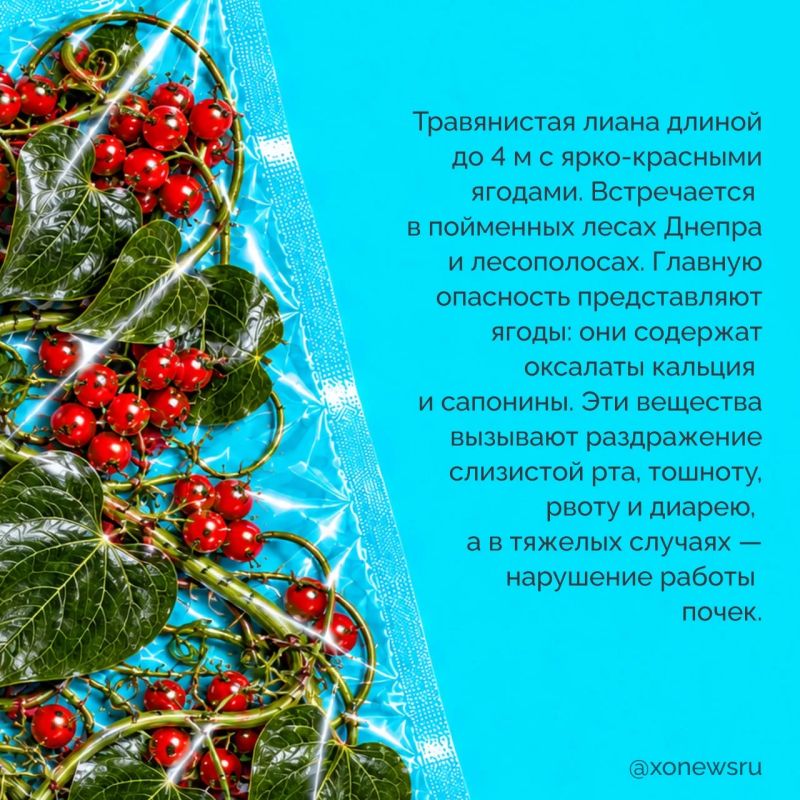 Яркие ягоды, колючие кусты и обычные сорняки — казалось бы, что в них опасного? Но некоторые из них могут серьезно навредить! Яркие ягоды, колючие кусты и обычные сорняки — казалось бы, что в них опасного? Но некоторые из них могут серьезно навредить!