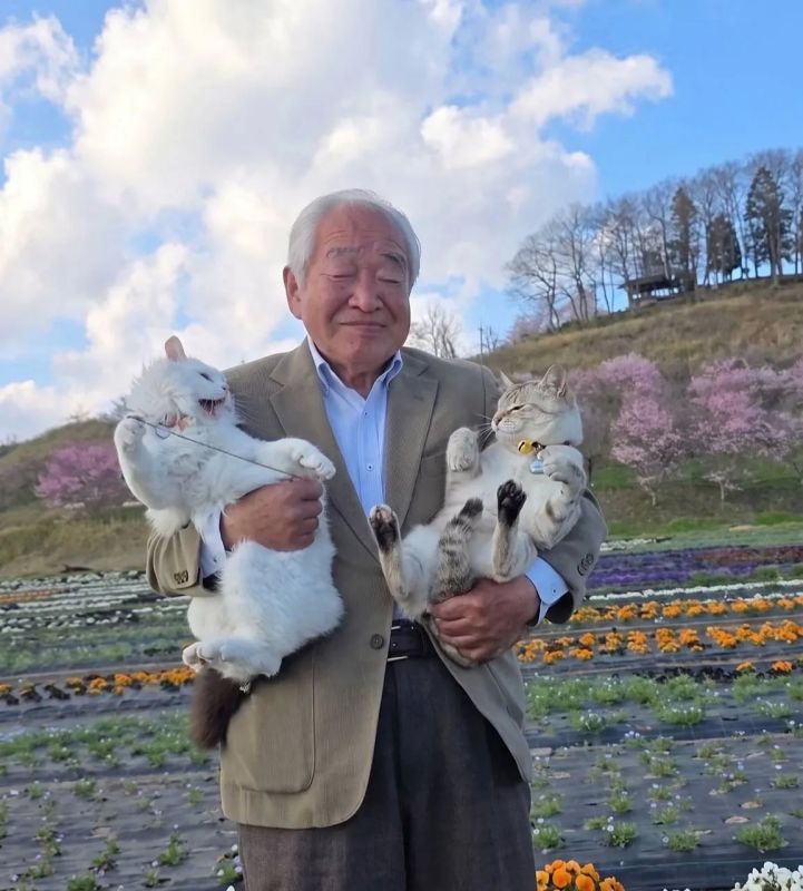 Коты, поля подсолнухов и один очень терпеливый дедушка Коты, поля подсолнухов и один очень терпеливый дедушка