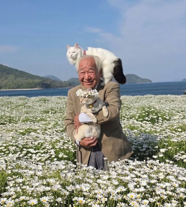 Коты, поля подсолнухов и один очень терпеливый дедушка