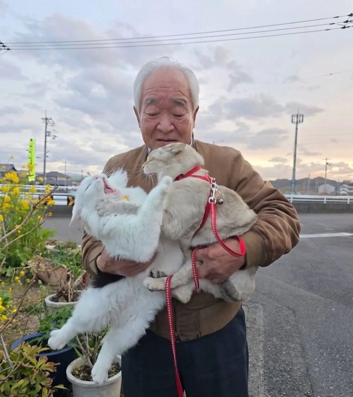 Коты, поля подсолнухов и один очень терпеливый дедушка Коты, поля подсолнухов и один очень терпеливый дедушка