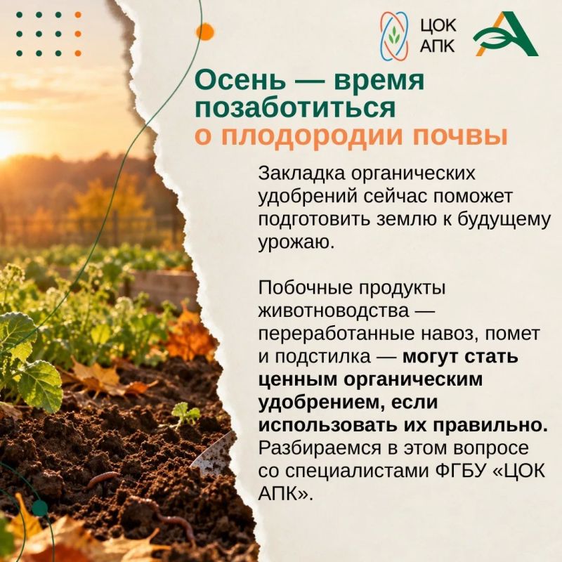 Осень — это не только завершение сезона, но и важный этап подготовки почвы к будущему урожаю