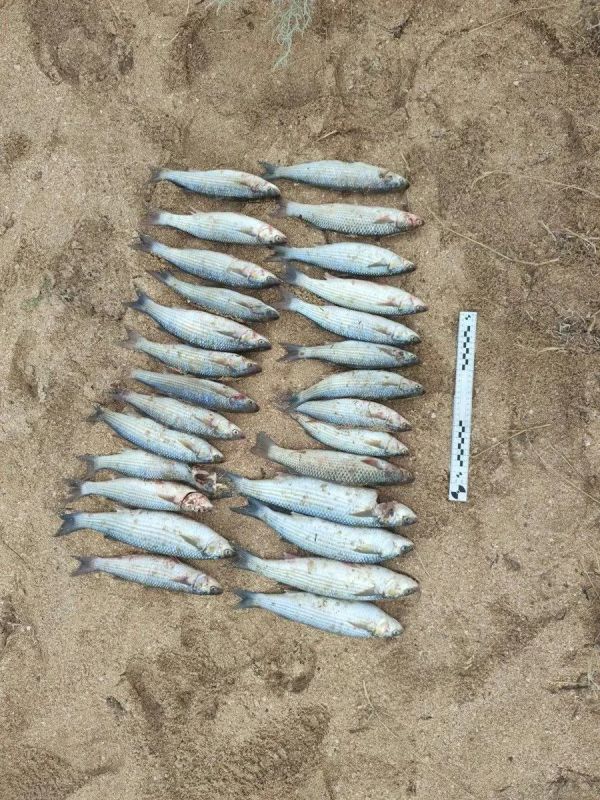 Транспортные полицейские выявили незаконный вылов рыбы в Сиваше