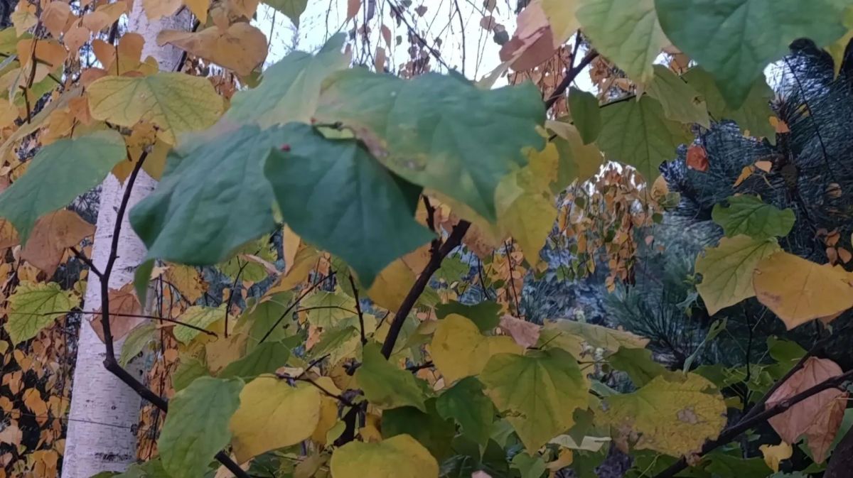 Доброе утро, жители и гости Генического округа! Доброе утро, жители и гости Генического округа!
