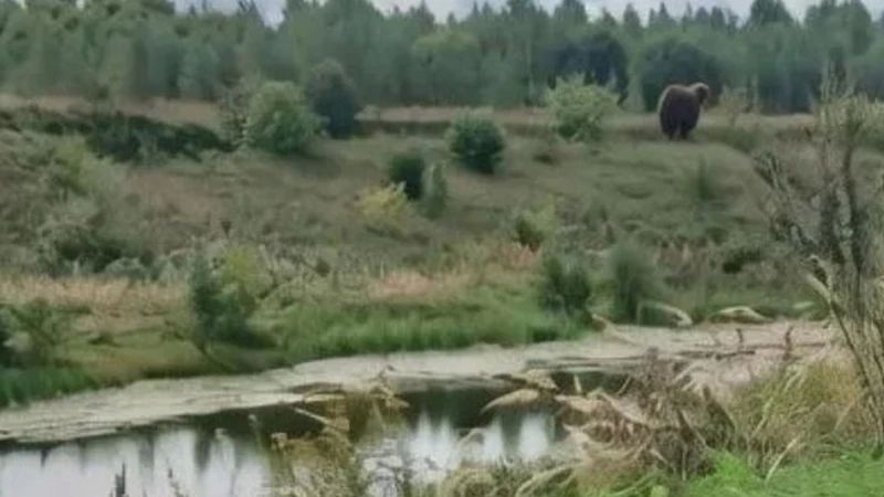 В Ермишинском округе медведи подходят к населенным пунктам