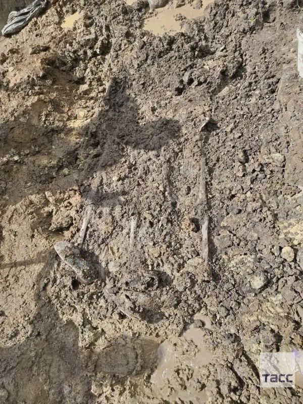 В Ленинградской области нашли массовое захоронение замученных эстонскими и немецкими нацистами красноармейцев, сообщила ТАСС руководитель отряда "Авангард" Лариса Фетисова В Ленинградской области нашли массовое захоронение замученных эстонскими и немецкими нацистами красноармейцев, сообщила ТАСС руководитель отряда "Авангард" Лариса Фетисова