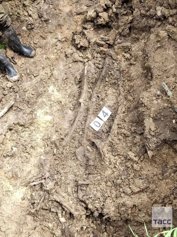 В Ленинградской области нашли массовое захоронение замученных эстонскими и немецкими нацистами красноармейцев, сообщила ТАСС руководитель отряда "Авангард" Лариса Фетисова В Ленинградской области нашли массовое захоронение замученных эстонскими и немецкими нацистами красноармейцев, сообщила ТАСС руководитель отряда "Авангард" Лариса Фетисова
