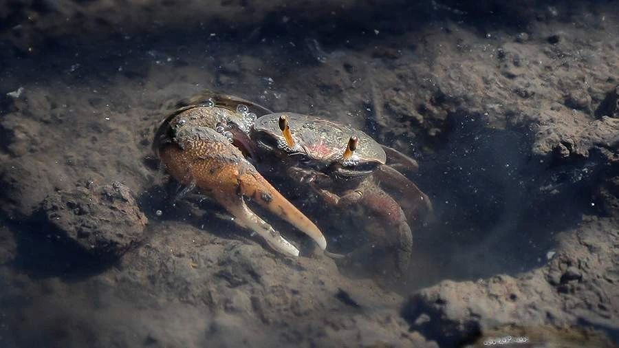 Учёные нашли в Азовском море размножающегося краба-вселенца